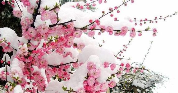 我心中的梅花