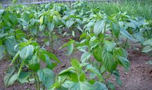 心中的那片菜园