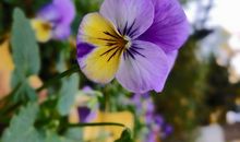 外婆家的小园子