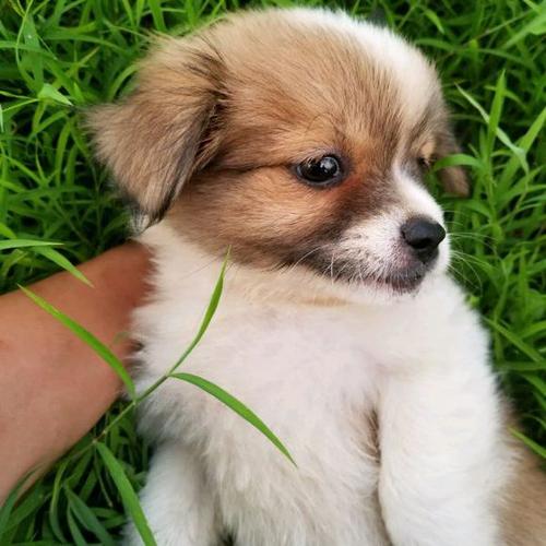 我的伴侣小狗