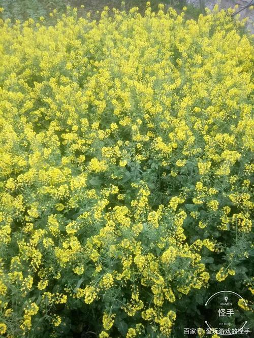 强壮的油菜