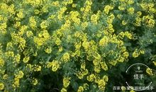 顽强的油菜种子