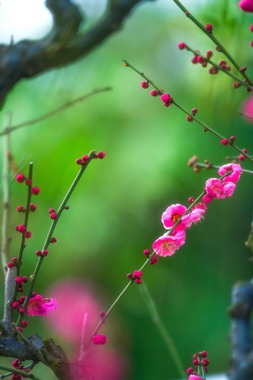 梅花在春雨中