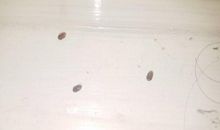 小蚂蚁小虫子和小蝴蝶