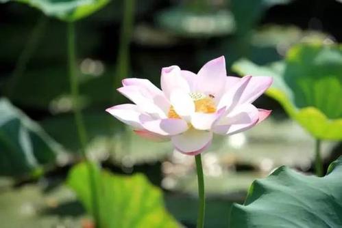 仲夏时间