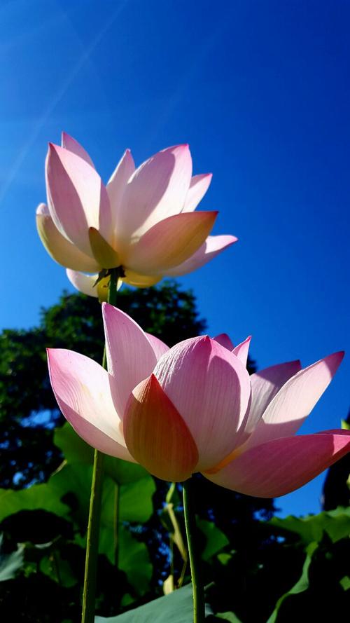 我眼中的莲花