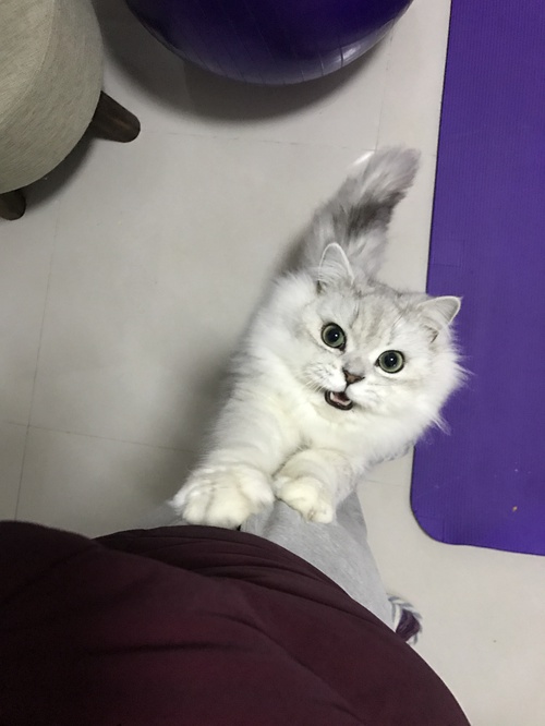 我家的猫