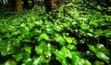 大自然雨中的声音