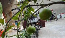 我最喜欢的桔子树