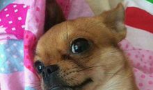 我家的动物成员