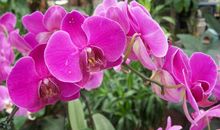 我的植物朋友蝴蝶兰