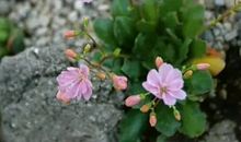 生活因不屈而美丽