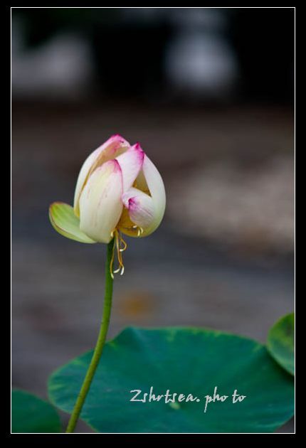那朵莲花