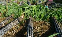 我最喜欢的水果——甘蔗