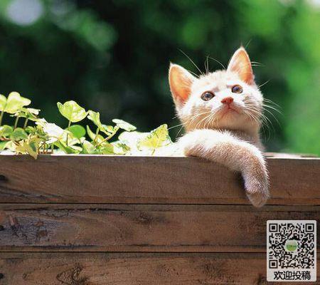小猫的外观和特征的描述