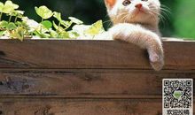 小猫的样子和特点描写