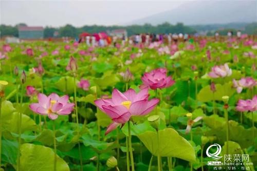 汉阴荷塘旅行须知