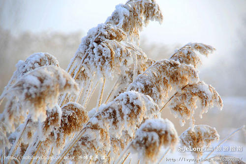 雪和絮