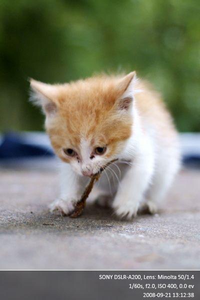 机智的小猫