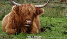 爷爷家的老黄牛