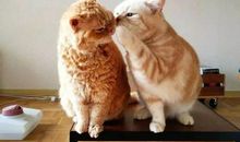 我的新伙伴——猫