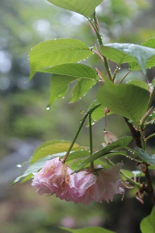 春风春雨春怀