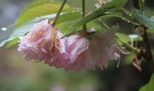 春风·春雨·春怀