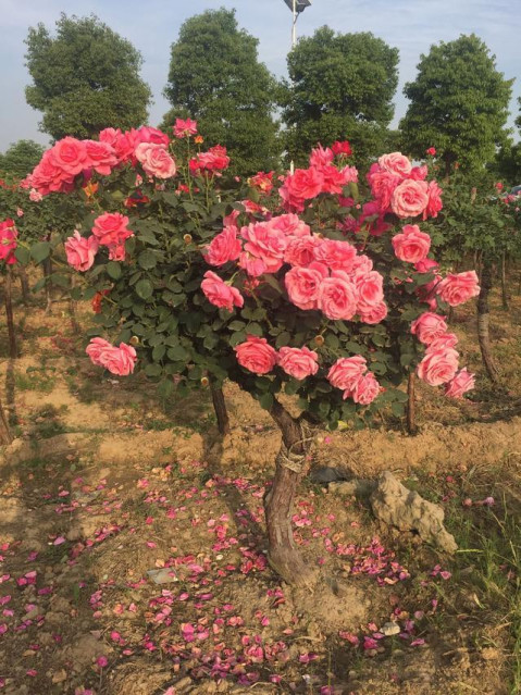 梦想是一棵开花的树