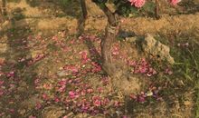 梦想是一棵会开花的树