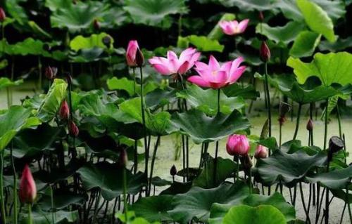 莲花池月花_550字