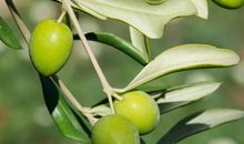 我也含过一枚青橄榄