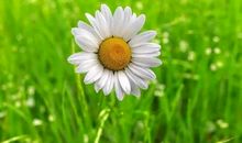 绽放的心灵之花