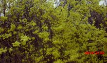 种下一棵树播下新希望