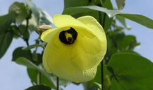 行道树，我为你点赞