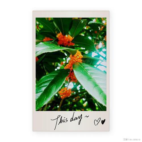 摇桂花