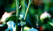 我眼中的好菊花