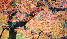 楼下的那棵枫树