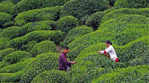 难忘的采茶活动