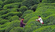 难忘的采茶活动