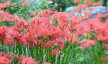 我心中最美的一抹红