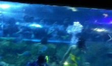 游南京海底世界