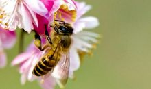 从蜜蜂身上得到的启示