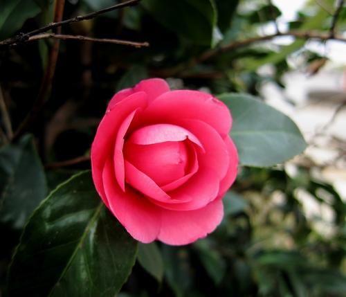 茶花在春天