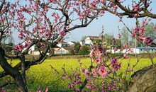 行香子树绕村庄改写