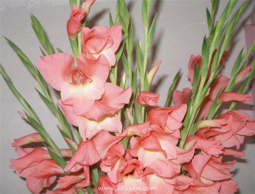 重生唐Gla蒲
