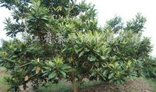 我最喜欢的苹果树