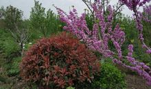 襄阳福恩牡丹园一日游