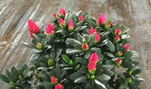 我的盆景杜鹃花