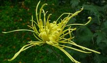 我发现了秋菊的美