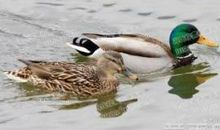 可爱的绿头鸭